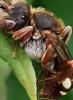 Nomada sp.